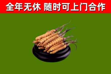 三亚烟酒回收冬虫夏草.jpg